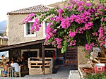 Bougainvillea pur