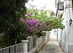 Bougainvilleas