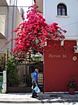 rote Bougainvilleas